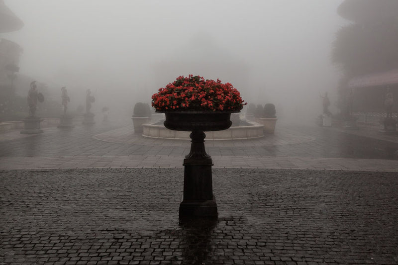 Red flowers in a stone vase within a courtyard and extreme weather conditions making it look grey and misty